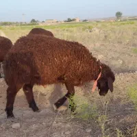 دو راس بره نر همو