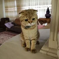 درخواست کمک