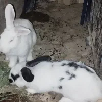 دوتا خرگوش نر  بالغ