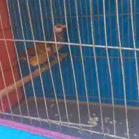 قناری نر ۴۵۰|پرنده|قم, شهرک امام حسین|دیوار