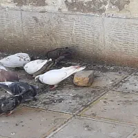 چند عدد کفتر فروشی