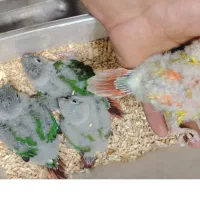 جو جه گرینچیک سرلاکی|پرنده|اشنویه, |دیوار