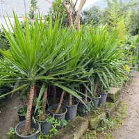 فروش لاسون پیچ و برگ بو ویاس جعبه و یوکا|گل و گیاه طبیعی|چابکسر, |دیوار