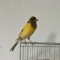 قناری نر  مست بخون