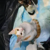 واگذاری رایگان ۳تا گربه به صورت جداگانه