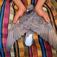 دمگیر خرقه آهنی|پرنده|اصفهان, جلفا|دیوار