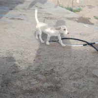 پاپی خوشکل وخانگی
