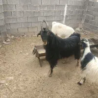 چبش بذری|حیوانات مزرعه|سیمکان, |دیوار