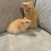 فروش همستر|موش و خرگوش|رشت, گلباغ نماز|دیوار