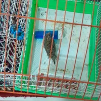 پرنده|پرنده|اردبیل, |دیوار