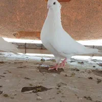 کفتر