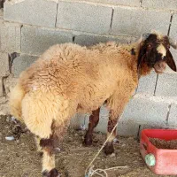 فروش گوسفند نر