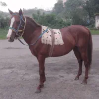 اسب کورند سال ۷|اسب و تجهیزات اسب‌سواری|لنگرود, |دیوار