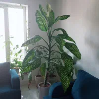 گل آپارتمانی دیفن