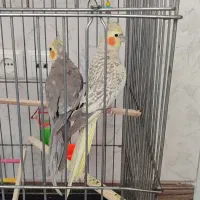 عروس هلندی نروماده