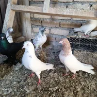 کبوتر پرشی تهرانی