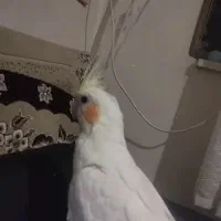 عروس هلندی نر دستی