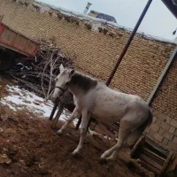 اسب|اسب و تجهیزات اسبسواری|بروجن, |دیوار