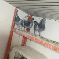 کبوتر آلمانی