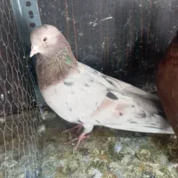 سور نر