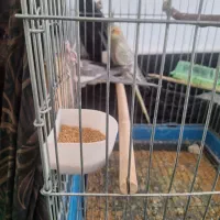 عروس هلندی مولد