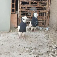 کبوتر کربلایی|پرنده|شال, |دیوار