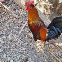 تخم مرغ نطفه دار|حیوانات مزرعه|پاوه, |دیوار