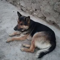 سگ نگهبان ب شرط خیلی باهوش.