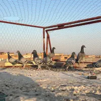 کبوتر پلاکی|پرنده|یزد, |دیوار