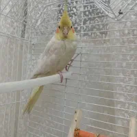 عروس هلندی لوتیتو ماده