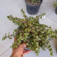 کراسولا خرفه ای گلدان سطل 4 فیکوس ببری|گل و گیاه طبیعی|قم, نیروگاه|دیوار