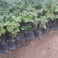 درخت انجیر ۲ ساله