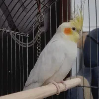 معاوضه با مینا سخنگو