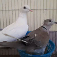 پرنده کبوتر خانگی