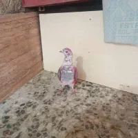 کفتر و کبوتر کوار|پرنده|تهران, میدان میوه و ترهبار مرکزی|دیوار