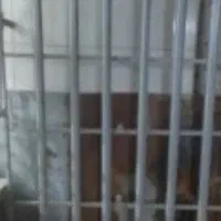 کفی  دونفره فلزی تخت