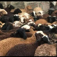 گوسفند زنده چراشده در مناطق کوهستانی و سرسبز|حیوانات مزرعه|تهران, گلستان (شهرک راه آهن)|دیوار