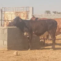 گاو جرسی