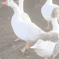 ۲ عدد غاز و اردک