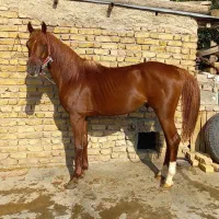 اسب نریان عرب ایرانی جوان فروش فوری