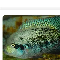 ماهی ویجا پرت و سیچلاید امریکایی خاص اسینم