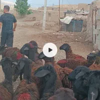 بره ماده قوچ  میش بز