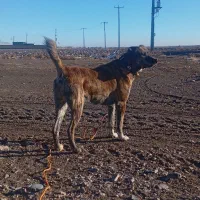 حیوان|سگ|چناران, |دیوار