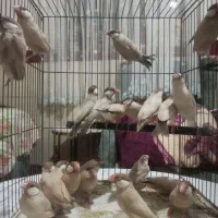 نرگسی شکلاتی|پرنده|اندیشه, اندیشه فاز ۱|دیوار