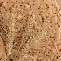 نیازمند شاطر تافتون