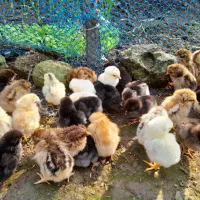 جوجه محلی|حیوانات مزرعه|فومن, |دیوار