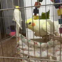 عروس هلندی جفت|پرنده|مرودشت, فاز دوم شهرک فرهنگیان|دیوار