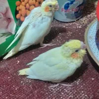 عروس هلندی لوتینوودوکت|پرنده|تهران, هاشم‌آباد|دیوار