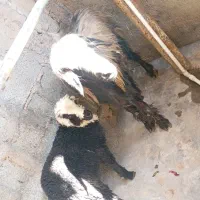 میش و بره|حیوانات مزرعه|مسجد سلیمان, |دیوار