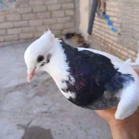 کبوتر